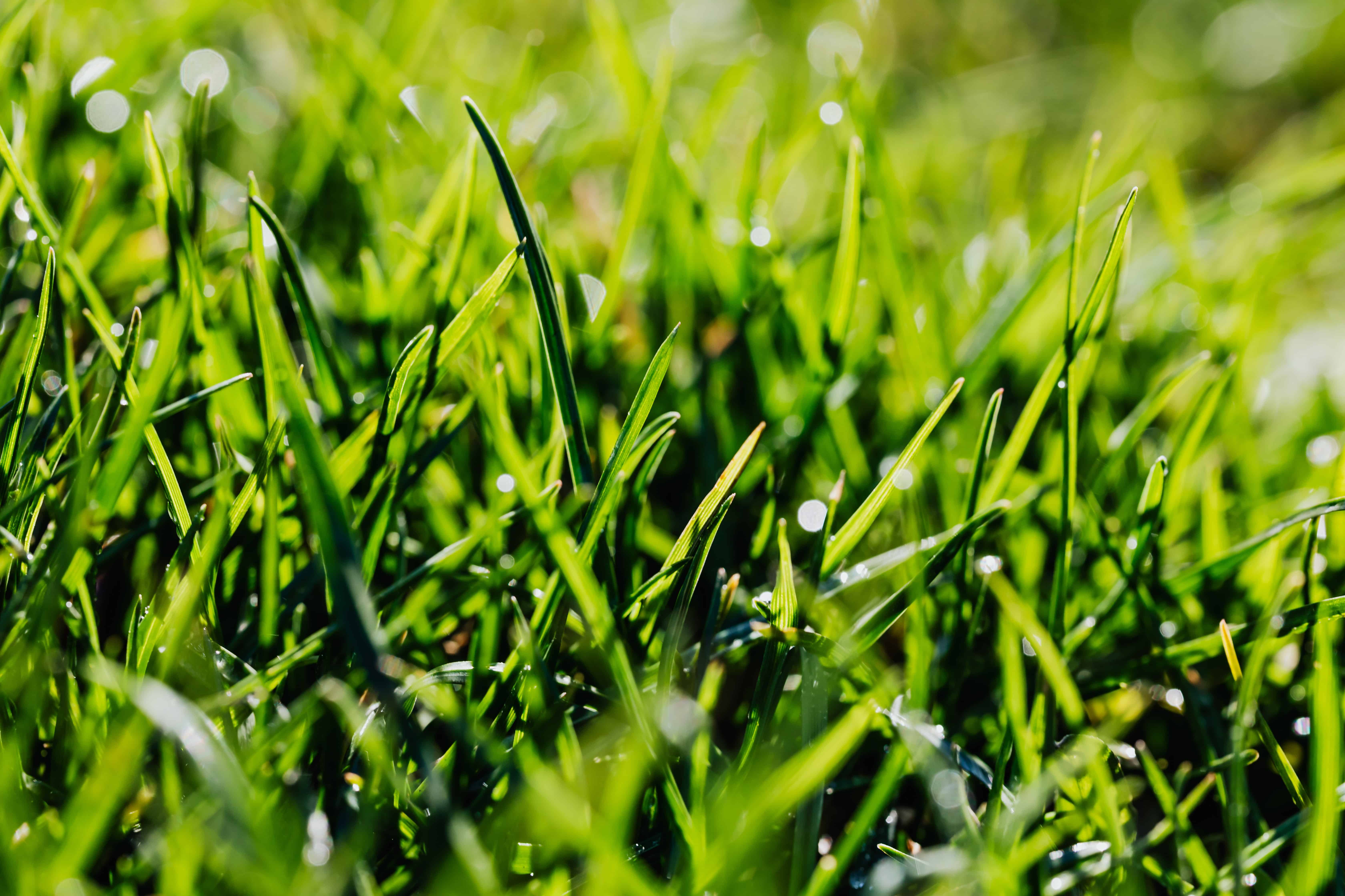 water on grass