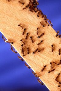 many ants on wood